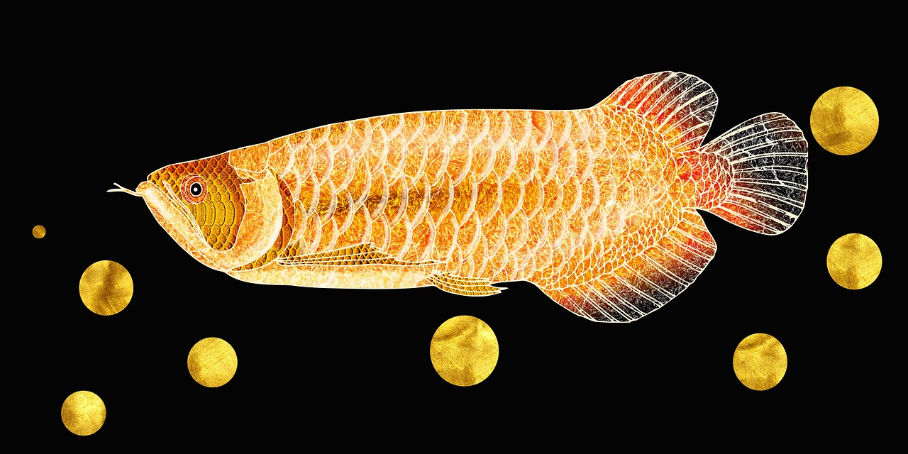 fish, animal, country-4869099.jpg
