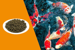 Shantou_langjie_Banner_koi