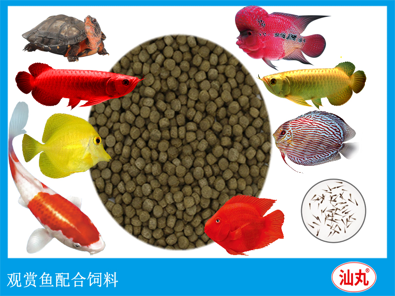 shanwan fishfood 1