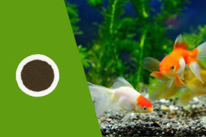 Shantou_langjie_Banner_glodenfish